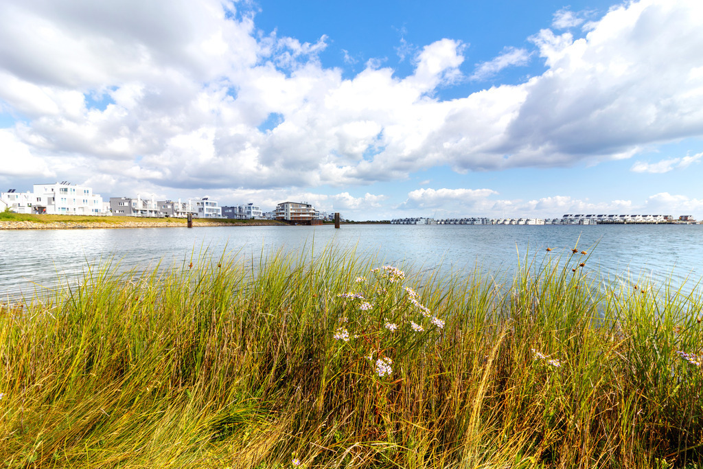 Wandbild: Schilf und Blumen im Uferbereich in Olpenitz | Dieses Wandbild im Querformat zeigt Schilf und Blumen im Uferbereich in Olpenitz. Die Ferienwohnungen in der Ferne spiegeln sich auf dem Wasser. Am blauen Himmel befinden sich sommerliche Wolken.  - Realisiert mit Pictrs.com