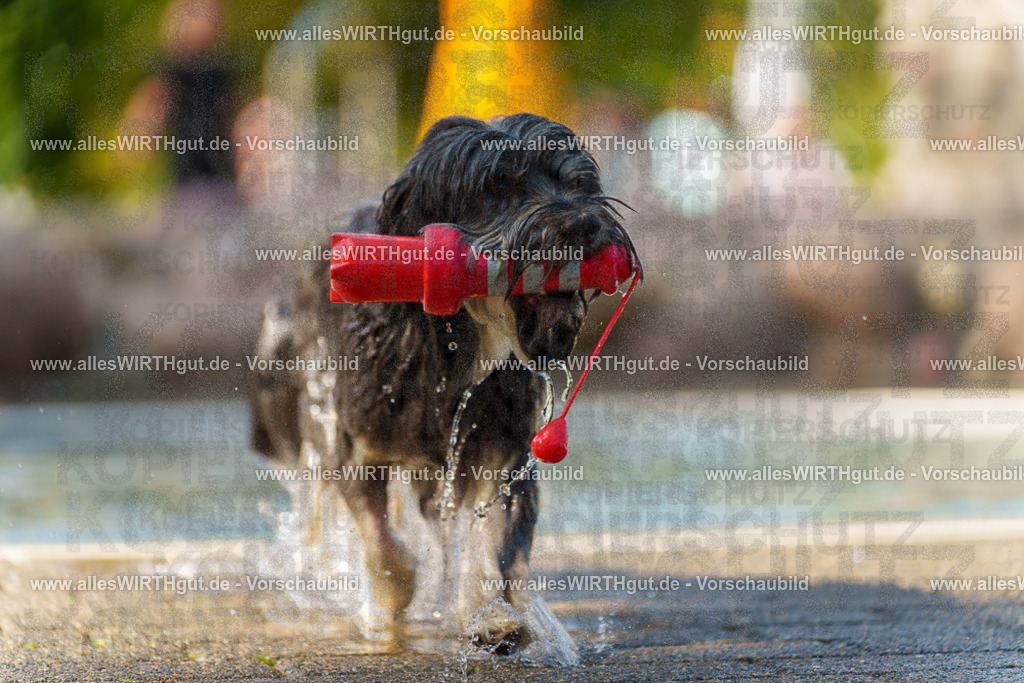 Hundeschwimmen_Grefrath_2026-allesWIRTHgut_Tierfotografie-13_13-7R508328 | Professionelle Tierfotografie in Mönchengladbach von Daniel Wirth (allesWIRTHgut). Liebevolle & natürliche Bilder von Hunden & Katzen für unvergessliche Erinnerungen.