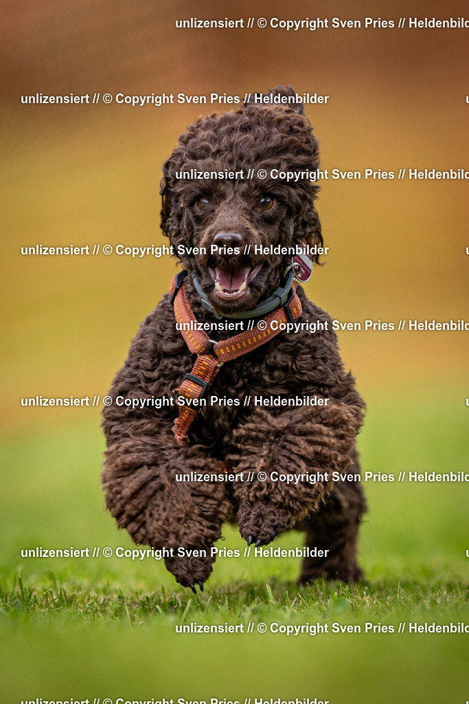 Sven Pries | 2024-09-22 - Hunderennen Baden-BadenPudelverein - Realisiert mit Pictrs.com