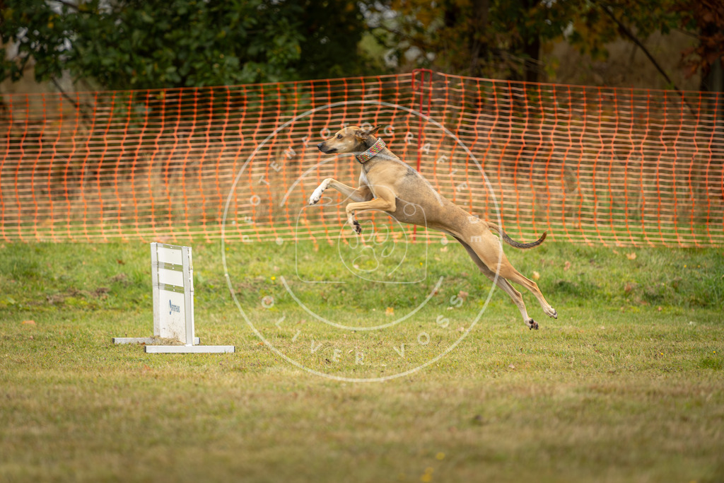 Pfotenfotografie_DV3A4591 | Hundefotografie, Tierfotograf, Pfotenfotografie, Fotoshooting Hund, Hunde Portrait, Hundesport, Hundeportraits, Heideshooting, Hunde, Sportfotograf, Hundefotograf, Turnierhundsport, THS,  - Realisiert mit Pictrs.com