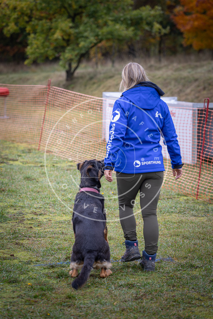 Pfotenfotografie_DV3A9561 | Hundefotografie, Tierfotograf, Pfotenfotografie, Fotoshooting Hund, Hunde Portrait, Hundesport, Hundeportraits, Heideshooting, Hunde, Sportfotograf, Hundefotograf, Turnierhundsport, THS,  - Realisiert mit Pictrs.com