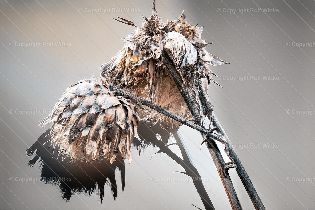 verdörte blume | die Schönheit einer verdorrten Blume  - Realisiert mit Pictrs.com