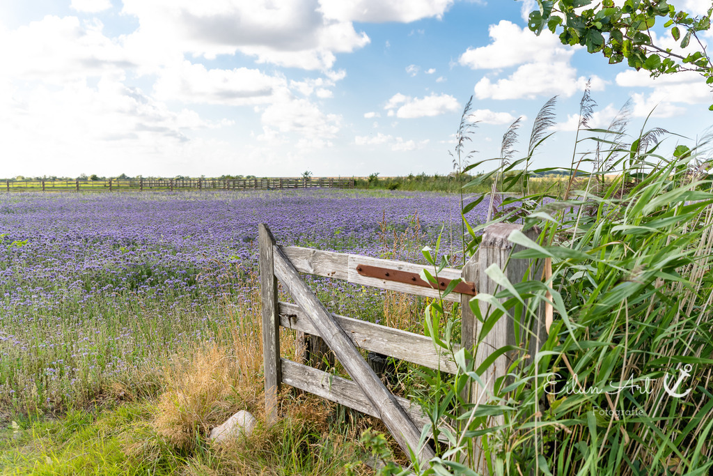 EAF_4188 | Eilun-Art-Fotografie Levke Martens, ihre Fotografin für Immobilien- und Landschaftsfotografie auf Föhr, Föhrer Motive als Poster, Leinwand, hinter Acrylglas oder stelle dir deinen eigenen Monatskalender zusammen, mit nur einem Klick