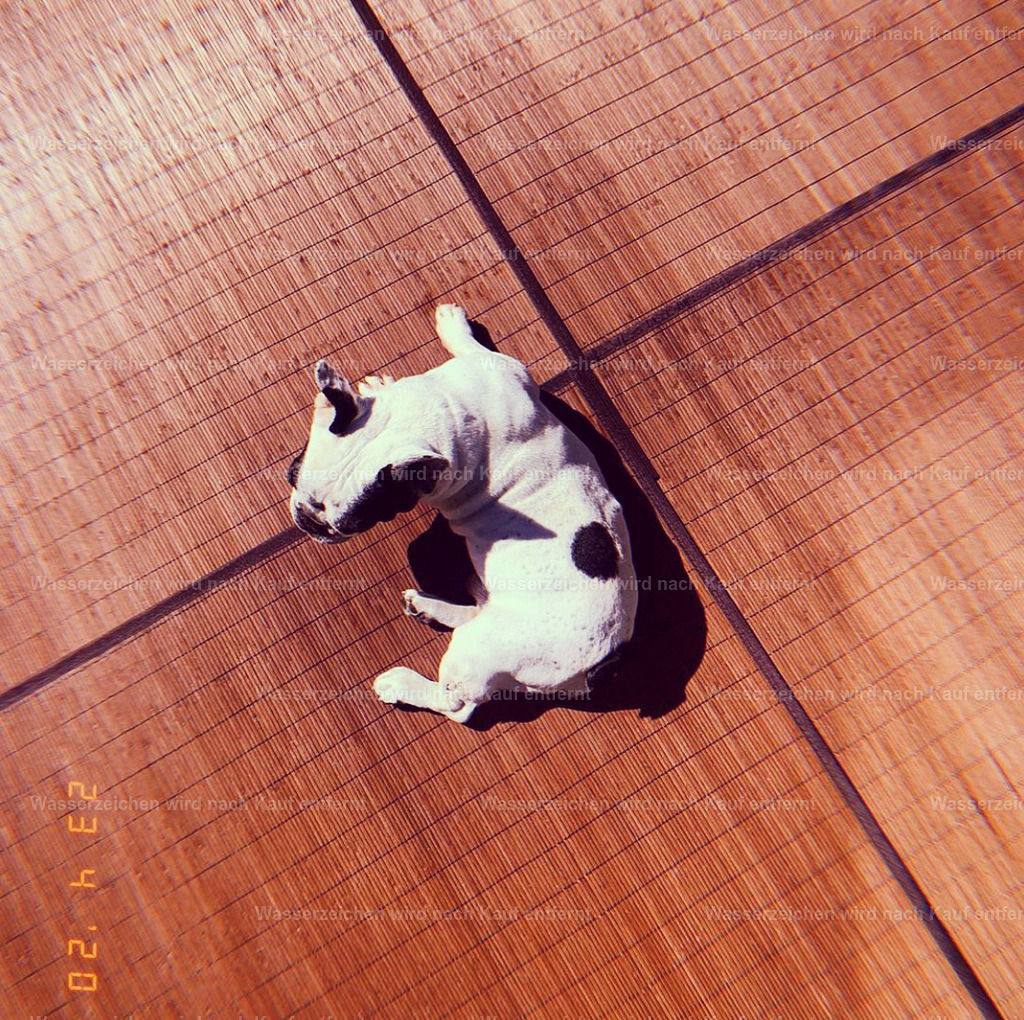 C16E3BEB-7B0F-40F5-B08C-48224F8F26A1 | heikomoeller - Realisiert mit Pictrs.com