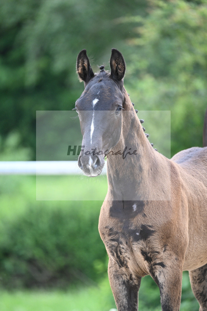 Diamant de Plaisir x Stakkato Gold_HF_Joas_20240277 | hf-fotografie - Realisiert mit Pictrs.com