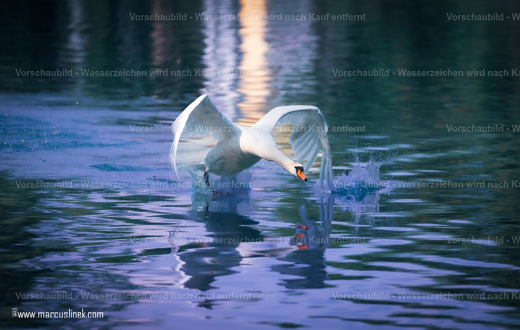 DSC01114 | marcuslinek