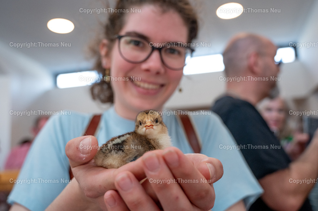 Ostermarkt_Lindenfels__DSC_9498 | bli, Lindenfels, Ostermarkt im und um das Bürgerhaus, ein Magnet waren die Eier im Brutschrank und die friusch geschlüpten Hühnerkücken, ,, Bild: Thomas Neu