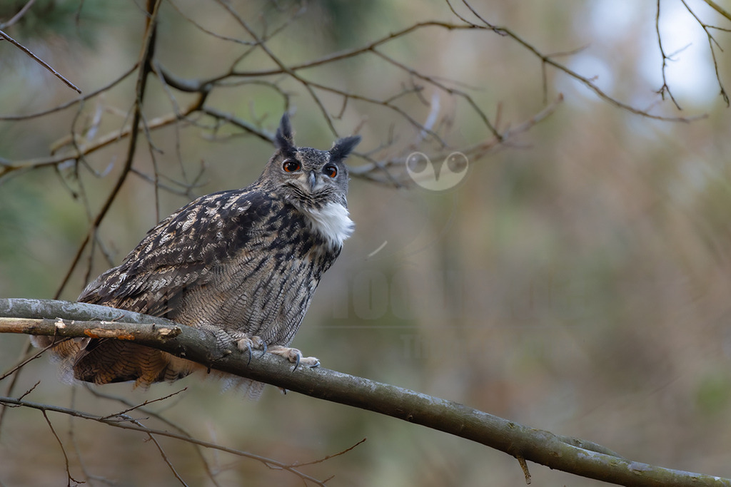 R5NF2200_20241201 | Der Uhu ist ein Standvogel, der bevorzugt in reich strukturierten Landschaften jagt. In Mitteleuropa brütet die Art vor allem in den Alpen sowie den Mittelgebirgen, daneben haben Uhus hier in den letzten Jahrzehnten aber auch das Flachland wieder besiedelt. Die Brutplätze finden sich vor allem in Felswänden und Steilhängen und in alten Greifvogelhorsten, seltener an Gebäuden oder auf dem Boden. - Realisiert mit Pictrs.com