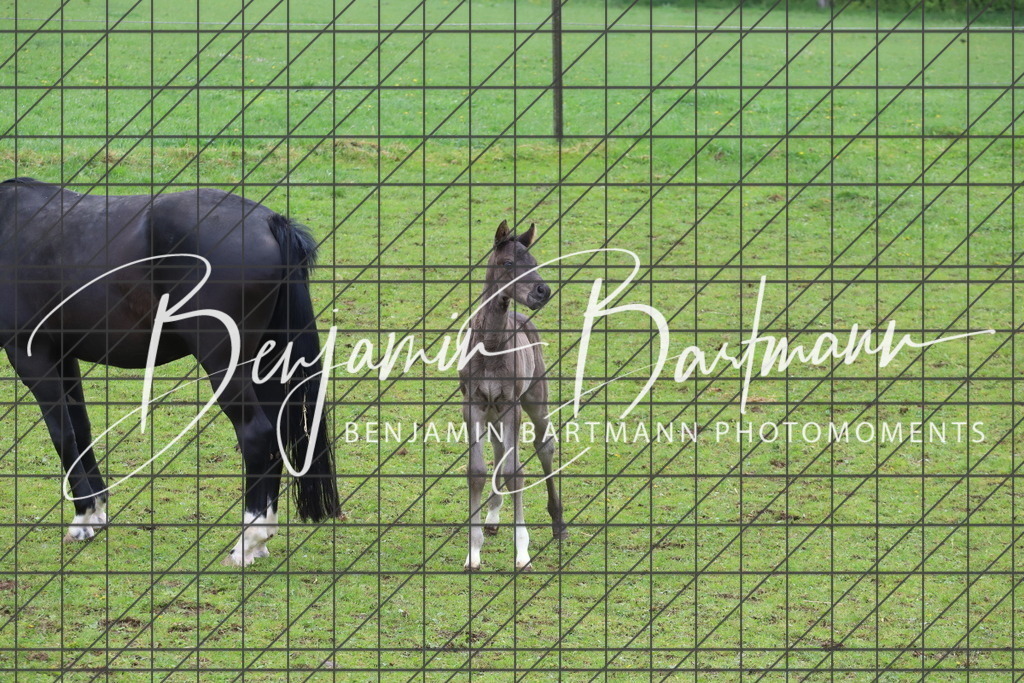 IMG_4304 | Benjamin Bartmann Photomoments