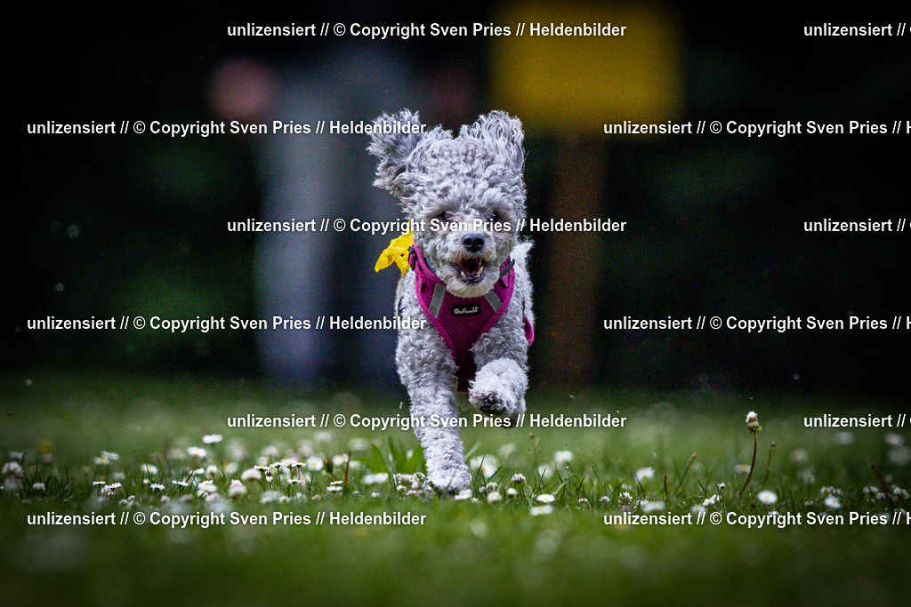 Sven Pries | 2025-05-29 - Pudelrennen KA-Durlach - Realisiert mit Pictrs.com