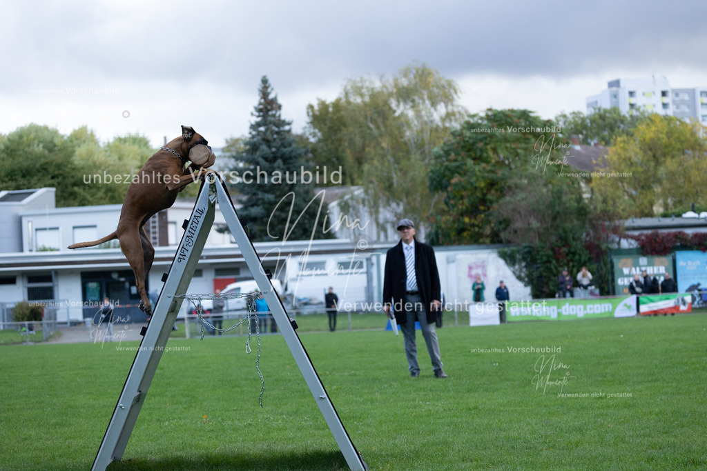 _16A4769 | Einzigartige Fotos von Hunden & Menschen –Actionfotos, Portraits, Vereinsaufnahmen & Paarshootings – authentisch, lebendig & mit Herz.
