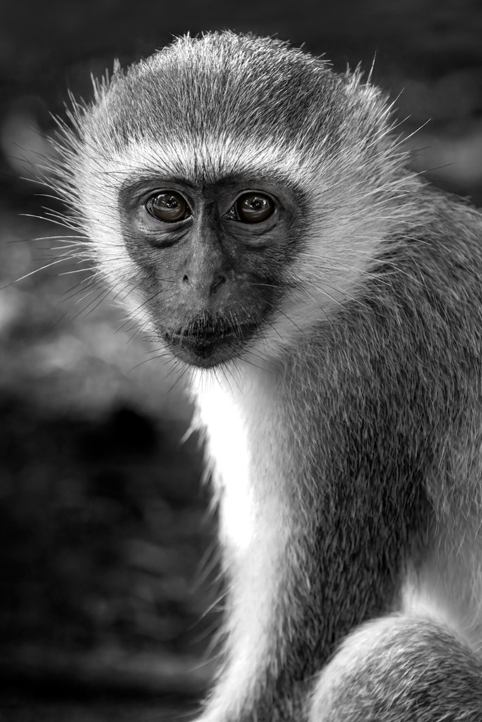 Vervet-Affe Porträt (Schwarz-Weiß) | Kenia | Premium-Wandbild von justsomewhere.com: Ein ausdrucksstarkes Fine-Art-Porträt eines Vervet-Affen aus Kenia in kontrastreichem Schwarz-Weiß, dessen intensiver Blick und feine Fellstrukturen detailreich aus dem dunklen Hintergrund hervortreten. - Realisiert mit Pictrs.com