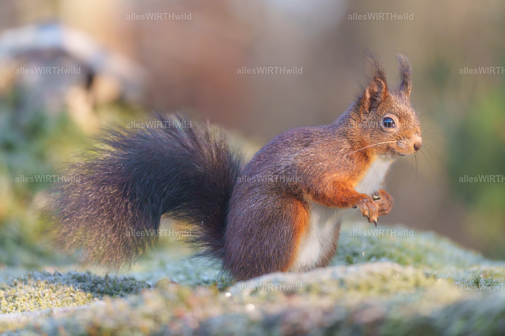 Daniel Wirth - www.allesWIRTHwild.de -7IV06320-Verbessert-RR | Entdecke die faszinierende Welt der Natur- und Wildlife-Fotografie von Daniel und Bärbel. Inspirierende Bilder von wilden Tieren und kleinen Naturwundern.