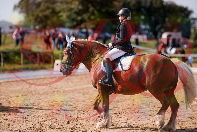 2026_10_03_Siefer-Hof_130215_Z81_55747715 | Professionelle Reitsport-, Turnier- und Eventfotografie von Robert Broda. Galerien mit ausgewählten und bearbeiteten Bildern direkt online ansehen und bestellen.