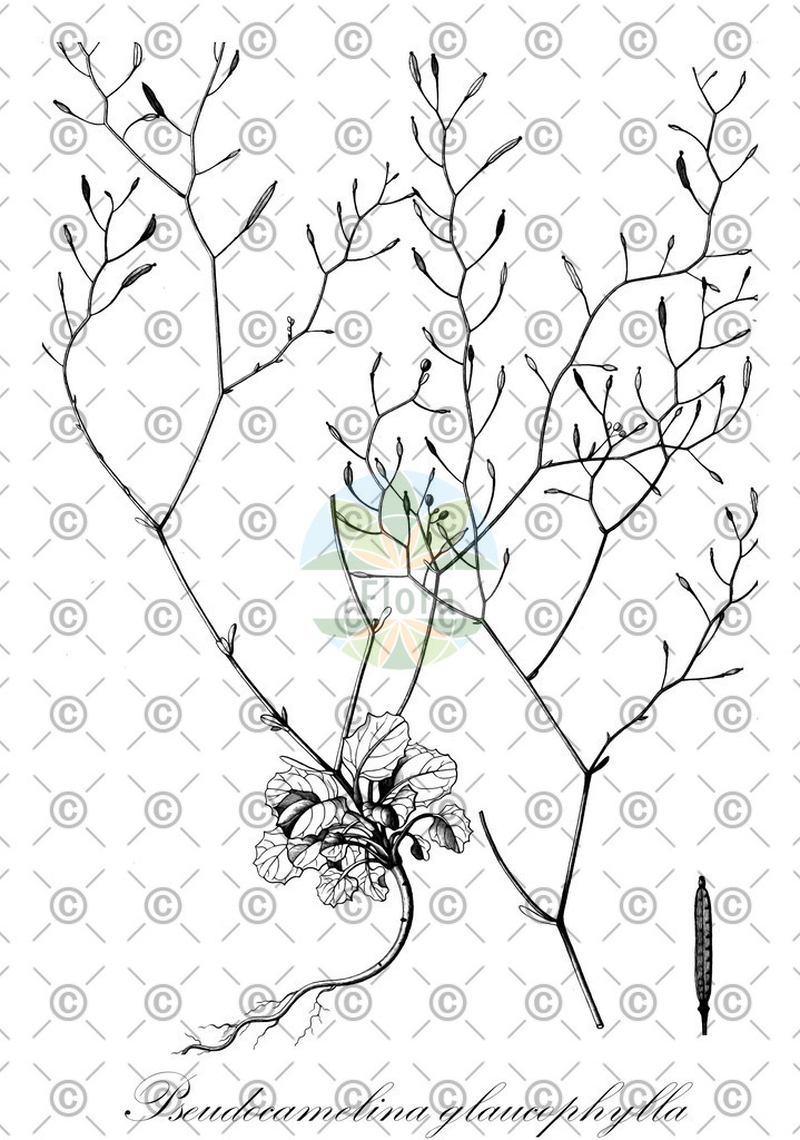 HistAbb_wfo-0000473661_1_ENZY_Simple | Historische Abbildung von Pseudocamelina glaucophylla - Brassicaceae | Historical Illustration of Pseudocamelina glaucophylla - Brassicaceae