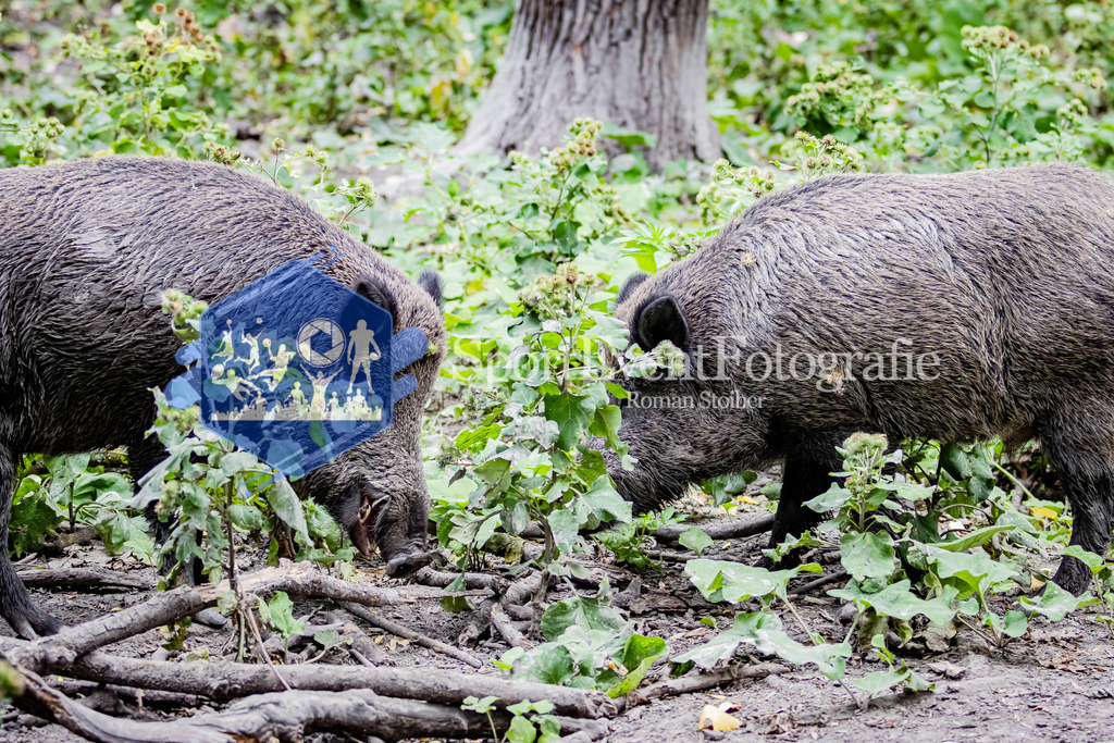 IMG_3079 | SportEventFotografie - Roman Stoiber