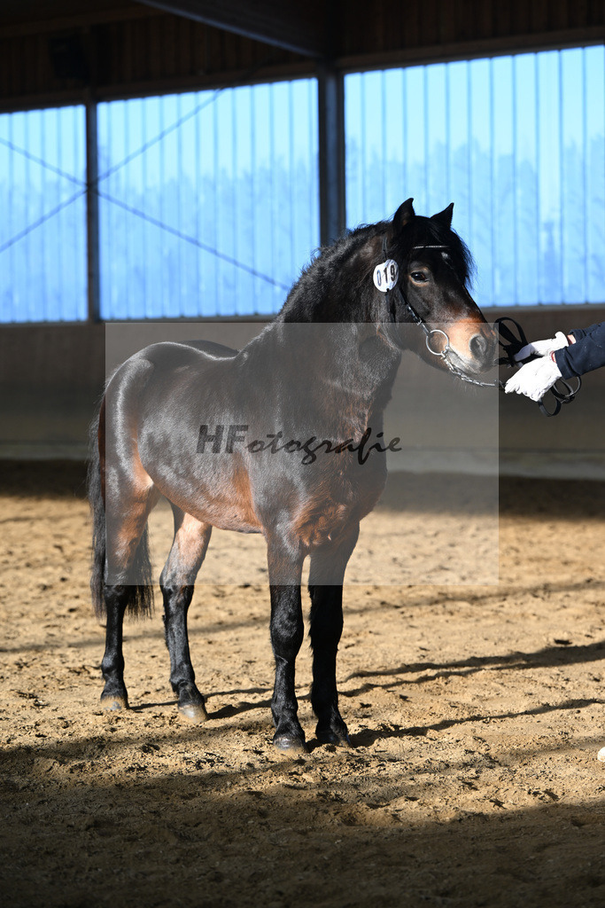 Kat-Nr. 19 Hells Hadrian v. Hells Bells_Guenthner_49250810 | hf-fotografie - Realisiert mit Pictrs.com