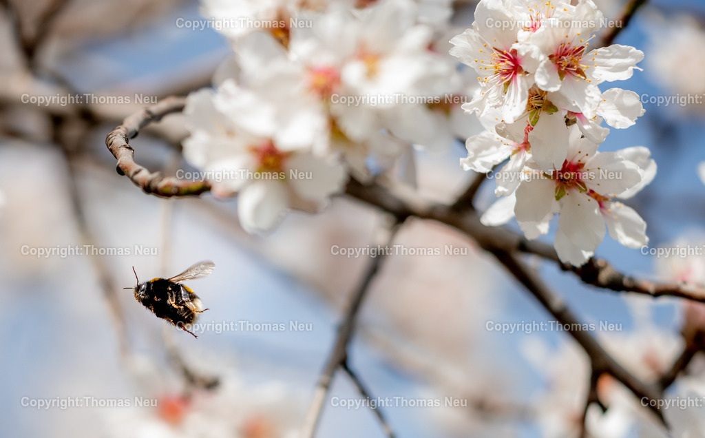 Hummel-Mandelbluete-Bergstrasse-Weinberge-Fruehling-hessische-bergstrasse-Bensheim-Heppenheim-Fotografie-Thomas_neu-1446 | Die Mandelblüte an der Hessischen Bergstraße gehört zu den schönsten Frühlingsmomenten der Region. Ein blühender Mandelbaum steht oberhalb der Weinberge zwischen Bensheim und Heppenheim und bietet einen weiten Blick über die Rebenlandschaft.  Die Kombination aus blühenden Mandelbäumen, Weinbergen und der sanften Landschaft der Bergstraße macht diese Szene zu einem typischen Motiv des Frühlings in Südhessen.,Bild: Thomas Neu