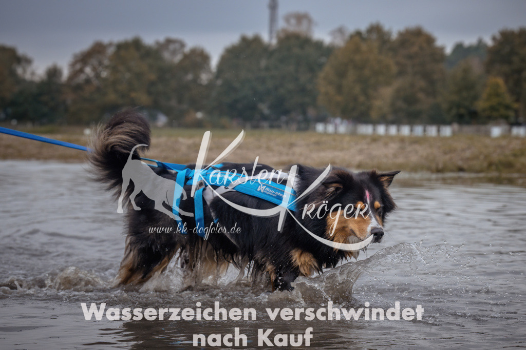 1157_ZZ97637 | kk-dogfotos