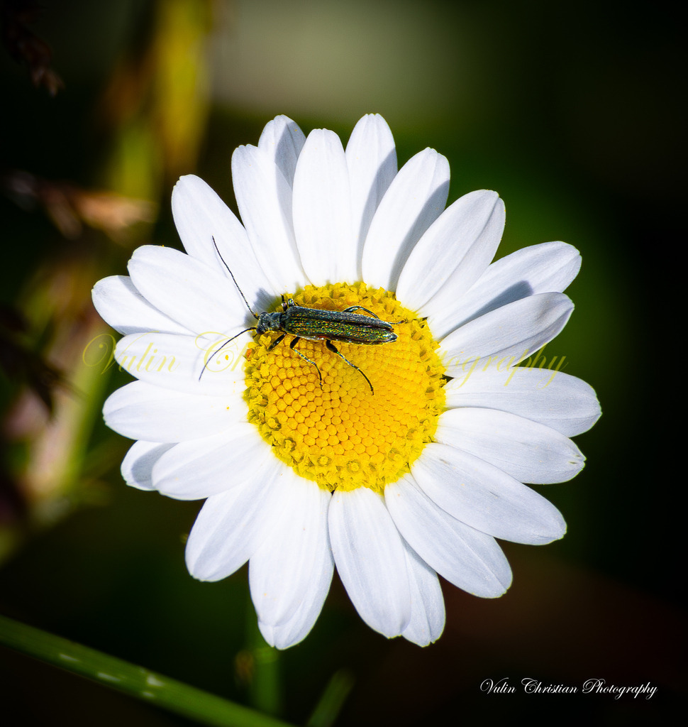 Macro 29 | Christian Vulin  - Realisiert mit Pictrs.com