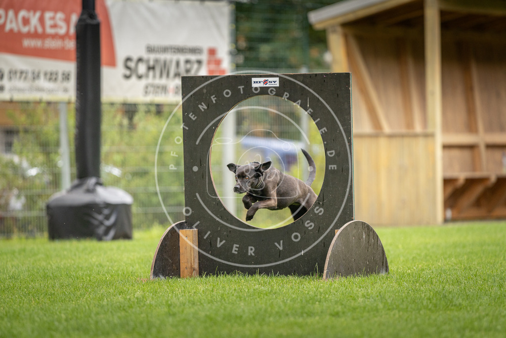 Pfotenfotografie_DV3A5298 | Hundefotografie, Tierfotograf, Pfotenfotografie, Fotoshooting Hund, Hunde Portrait, Hundesport, Hundeportraits, Heideshooting, Hunde, Sportfotograf, Hundefotograf, Turnierhundsport, THS,  - Realisiert mit Pictrs.com