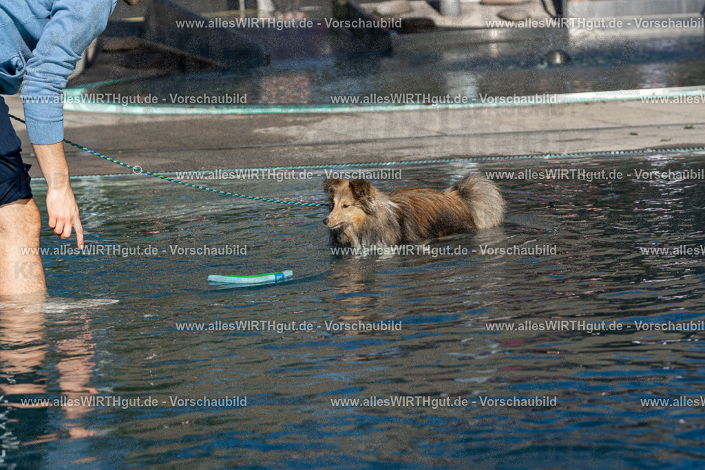 Hundeschwimmen_Volksbad_2026-allesWIRTHgut_Tierfotografie-2609061038-FAY05960 | Professionelle Tierfotografie in Mönchengladbach von Daniel Wirth (allesWIRTHgut). Liebevolle & natürliche Bilder von Hunden & Katzen für unvergessliche Erinnerungen.