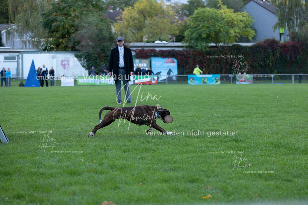 _16A4618 | Einzigartige Fotos von Hunden & Menschen –Actionfotos, Portraits, Vereinsaufnahmen & Paarshootings – authentisch, lebendig & mit Herz.