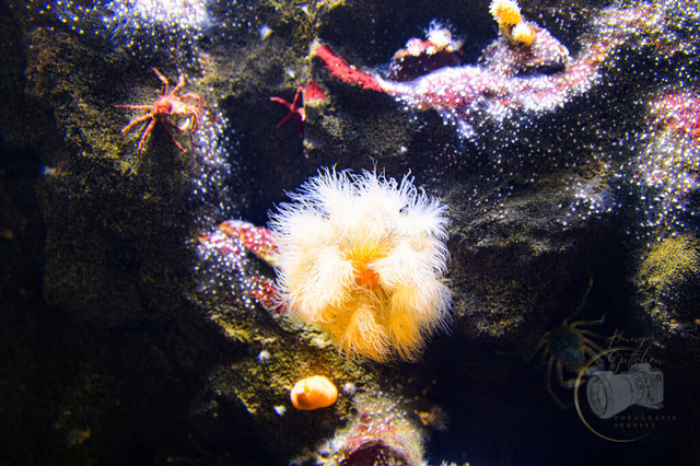 _DSC1298 | Shop für Prints Landschaftsfotografie Sächsische Schweiz Naturfotografie in Thüringen Fotos vom Findlingspark Nochten Kloster Sankt Marienstern Bilder Festung Königstein PanoramaRhododendronpark Kromlau FotogalerSchleswig-Holstein Küstenlandschaften