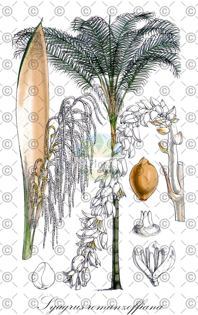 HistAbb_wfo-0000192969_1_ENZY_Simple | Historische Abbildung von Syagrus romanzoffiana - Arecaceae | Historical Illustration of Syagrus romanzoffiana - Arecaceae
