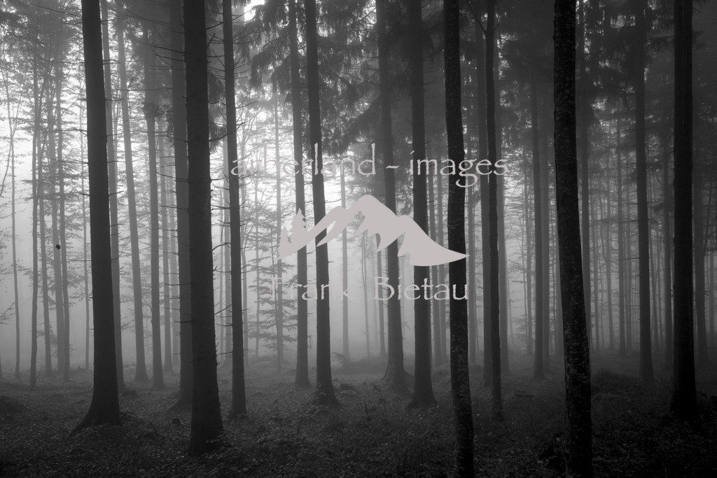 _MG_7809 | Morgen tief im Herbstwald