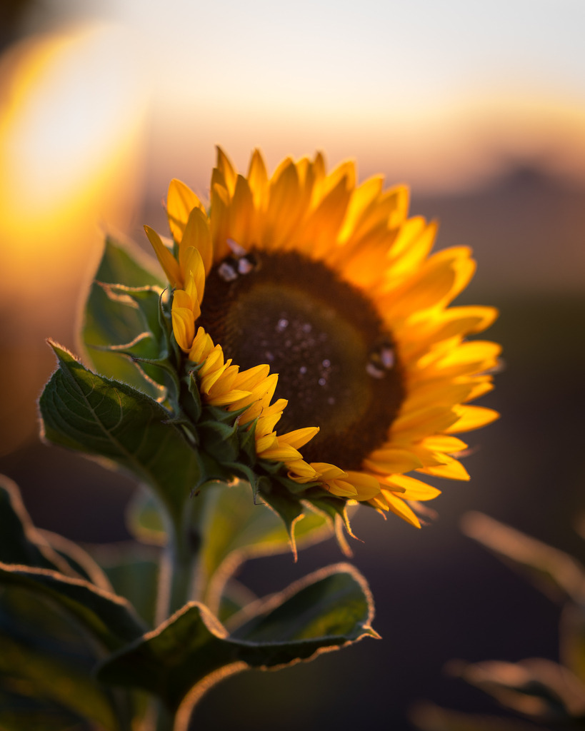 _DSC3689 | renerovisanfotoart.com