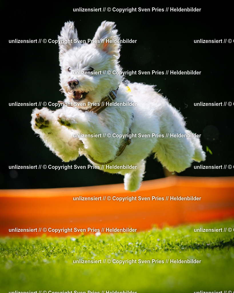 Sven Pries | 2025-08-10 - Hunderennen Durlach - Realisiert mit Pictrs.com