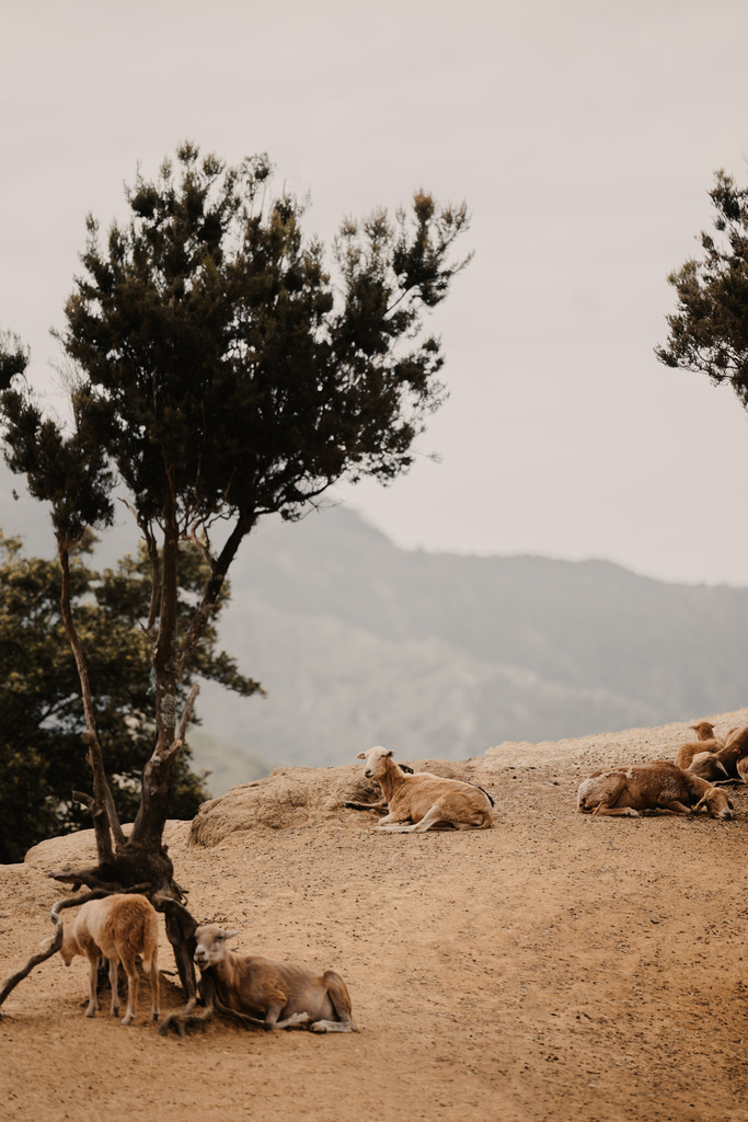 Teneriffa_by Leevke Draack_33 | Du suchst natürliche und atmosphärische Prints oder Leinwanddrucke? In diesem Shop gibt es alles, nur kein Mainstream. - Realisiert mit Pictrs.com