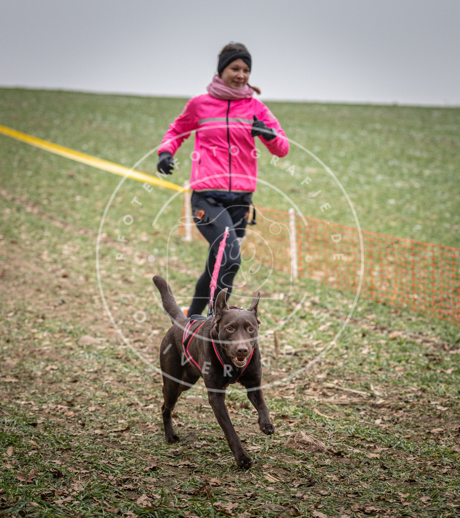 Pfotenfotografie_DV3A1867 | Hundefotografie, Tierfotograf, Pfotenfotografie, Fotoshooting Hund, Hunde Portrait, Hundesport, Hundeportraits, Heideshooting, Hunde, Sportfotograf, Hundefotograf, Turnierhundsport, THS,  - Realisiert mit Pictrs.com