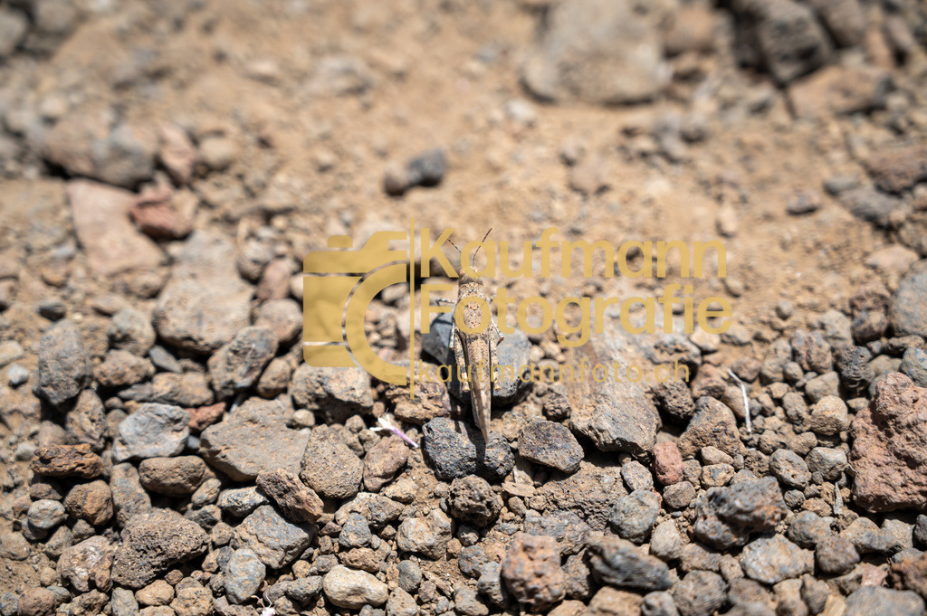 Teneriffe-8614 | kaufmannfoto - Realisiert mit Pictrs.com