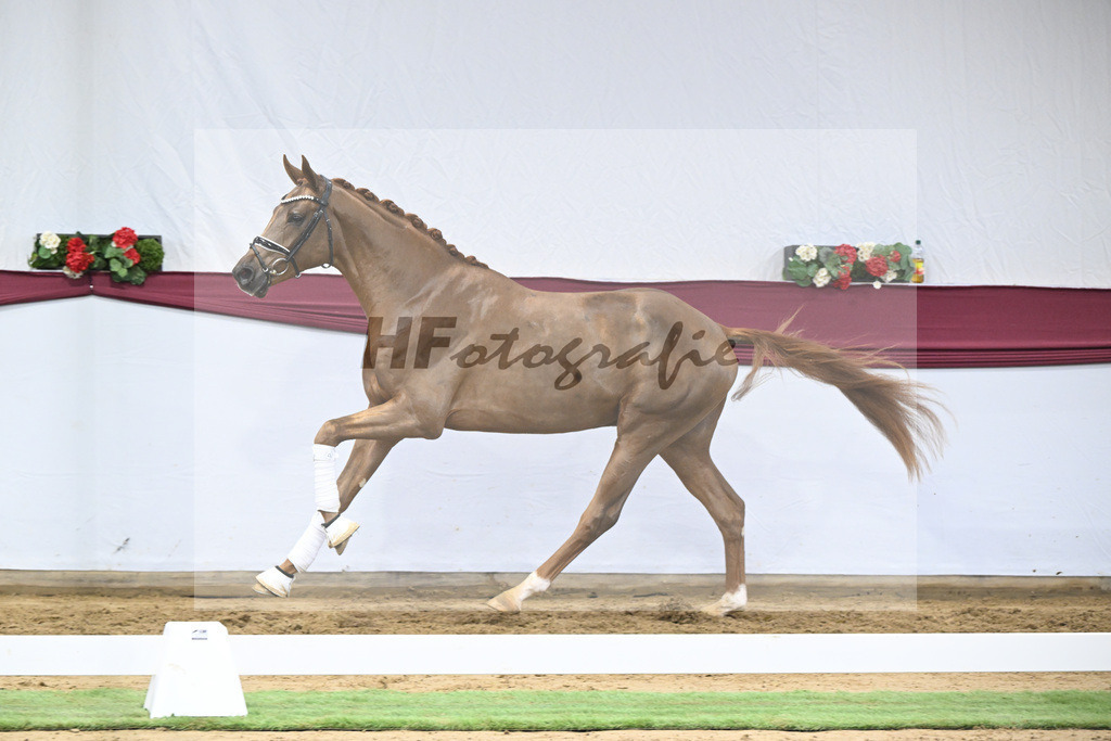 Kat-Nr. 25 Feliciano x Fuerst Romancier_Dr. Jutta Steidl_47250861 | hf-fotografie - Realisiert mit Pictrs.com