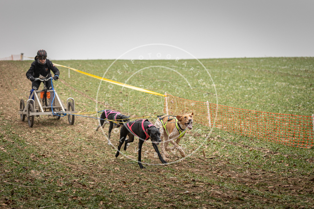 Pfotenfotografie_DV3A4539 | Hundefotografie, Tierfotograf, Pfotenfotografie, Fotoshooting Hund, Hunde Portrait, Hundesport, Hundeportraits, Heideshooting, Hunde, Sportfotograf, Hundefotograf, Turnierhundsport, THS,  - Realisiert mit Pictrs.com