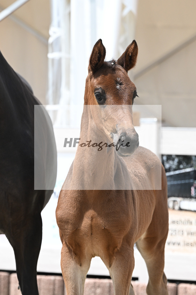 Vitalos x Lord Leopold_SF_Strohmeier_12250887 | hf-fotografie - Realisiert mit Pictrs.com