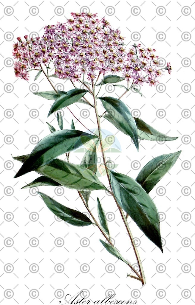HistAbb_wfo-0000104449_1_ENZY_Simple | Historische Abbildung von Aster albescens - Asteraceae | Historical Illustration of Aster albescens - Asteraceae