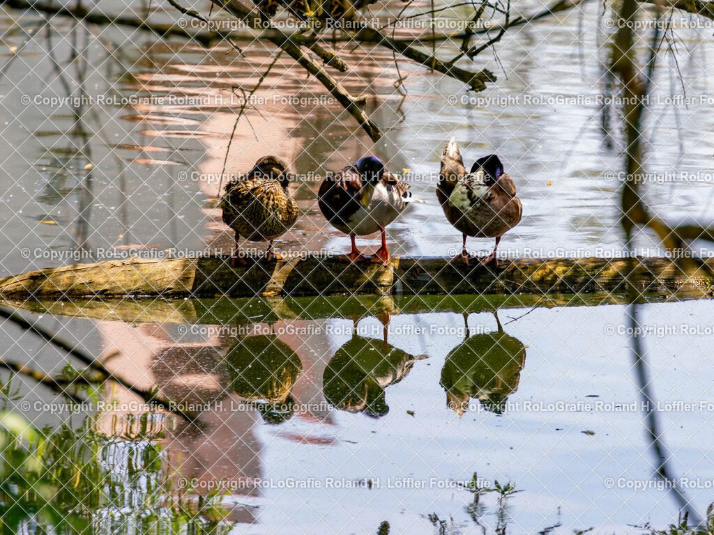 Im-Donautal-03 | IPTC Infos - Realisiert mit Pictrs.com