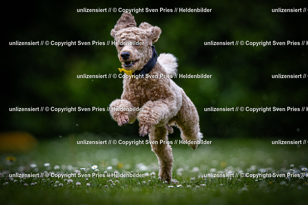 Sven Pries | 2025-05-29 - Pudelrennen KA-Durlach - Realisiert mit Pictrs.com