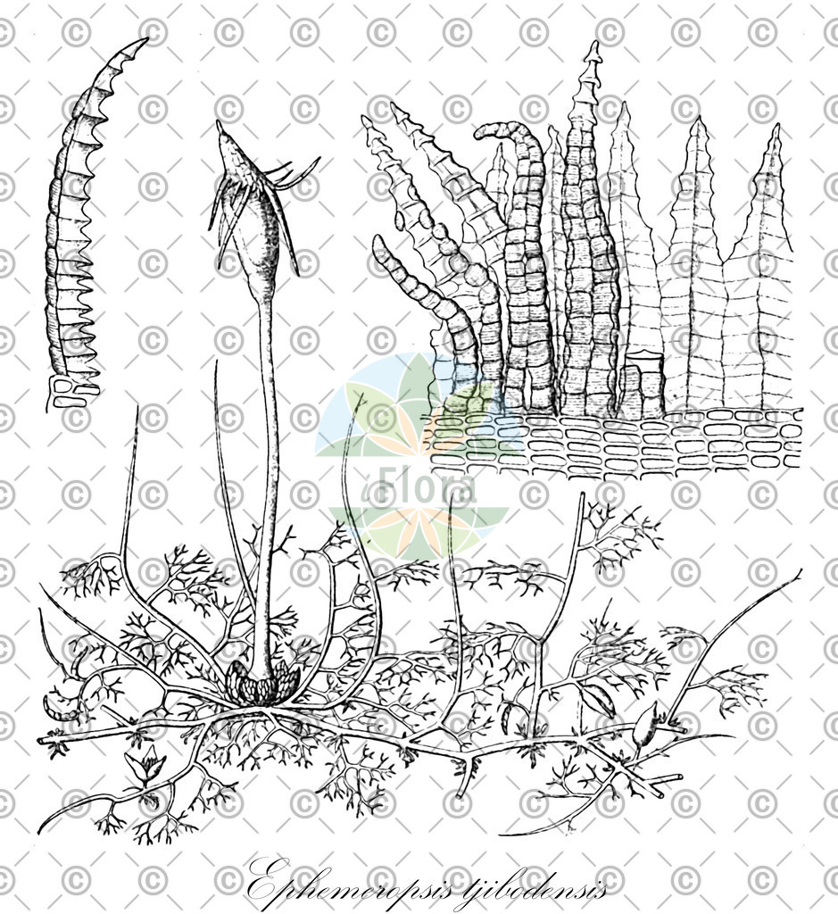 HistAbb_wfo-0001166414_1_ENZY_Simple | Historische Abbildung von Ephemeropsis tjibodensis - Daltoniaceae | Historical Illustration of Ephemeropsis tjibodensis - Daltoniaceae
