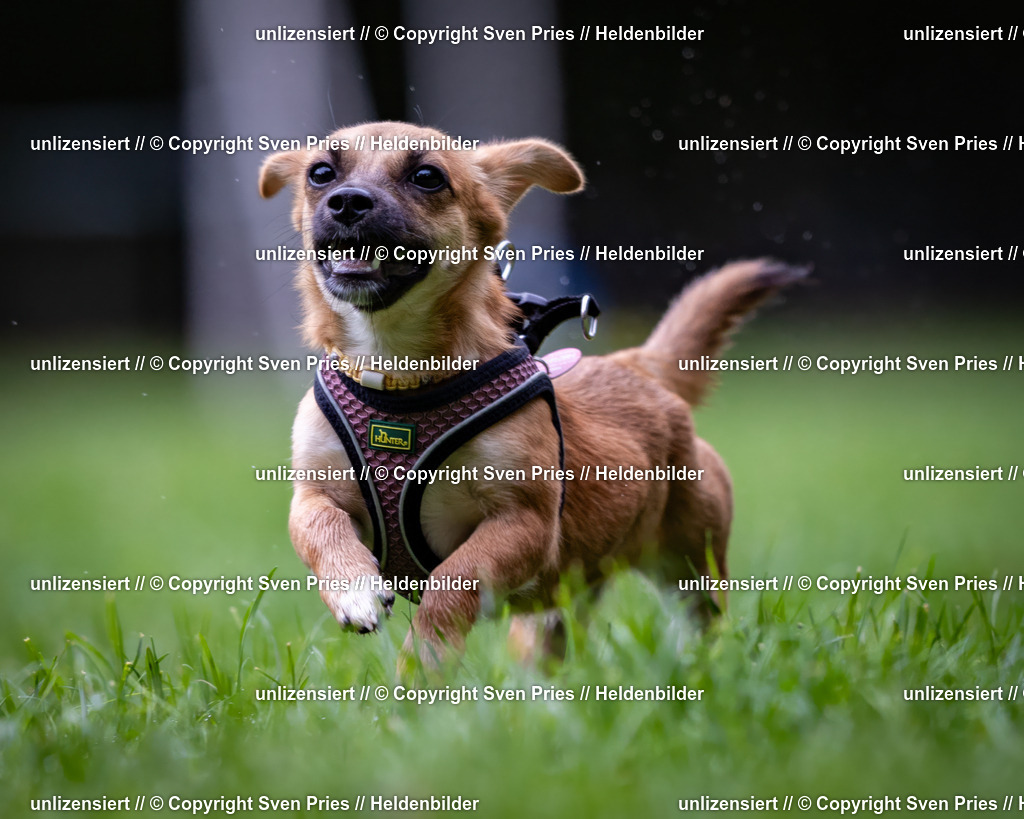 Sven Pries | 2024-10-19 - Hunderennen Ober-Grombach - Realisiert mit Pictrs.com