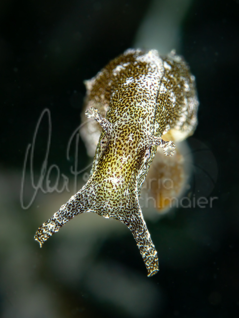 Petalifera petalifera | Nacktschnecke / nudibranch - Realisiert mit Pictrs.com
