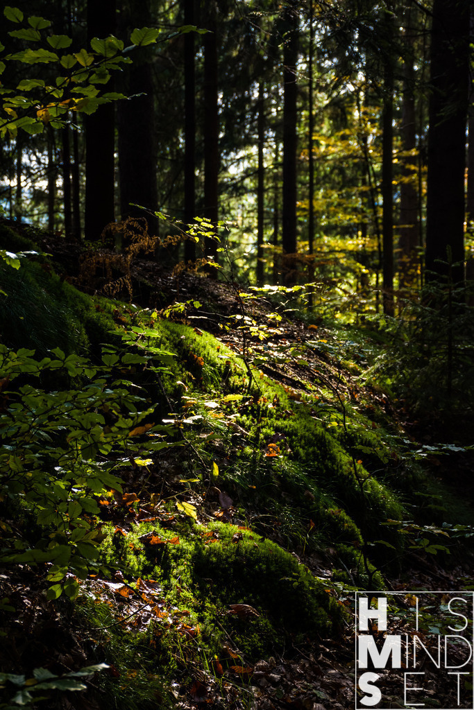 Sunlight in the woods | Sichere dir dein Lieblingsbild von HISMINDSET als Print für dein Zuhause oder das Büro! - Realisiert mit Pictrs.com