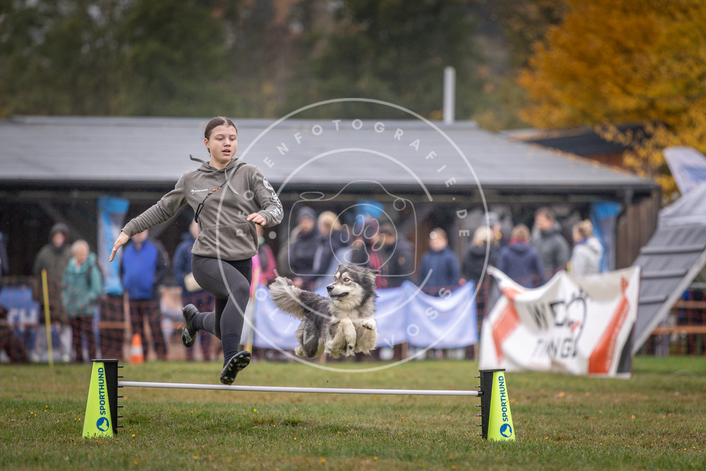 Pfotenfotografie_DV3A0642 | Hundefotografie, Tierfotograf, Pfotenfotografie, Fotoshooting Hund, Hunde Portrait, Hundesport, Hundeportraits, Heideshooting, Hunde, Sportfotograf, Hundefotograf, Turnierhundsport, THS,  - Realisiert mit Pictrs.com