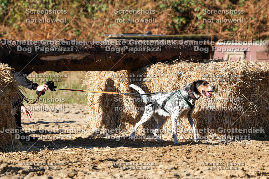 Dog Paparazzi - Strongdog 10-25-1600 | Dog Paparazzi Jeanette Grottendiek Fotografie & Videografie - Realisiert mit Pictrs.com