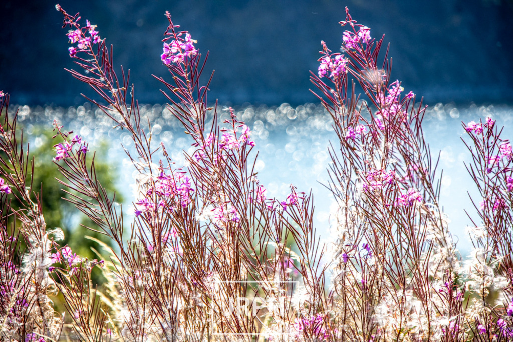 IMG_7980 | jrph - Realisiert mit Pictrs.com