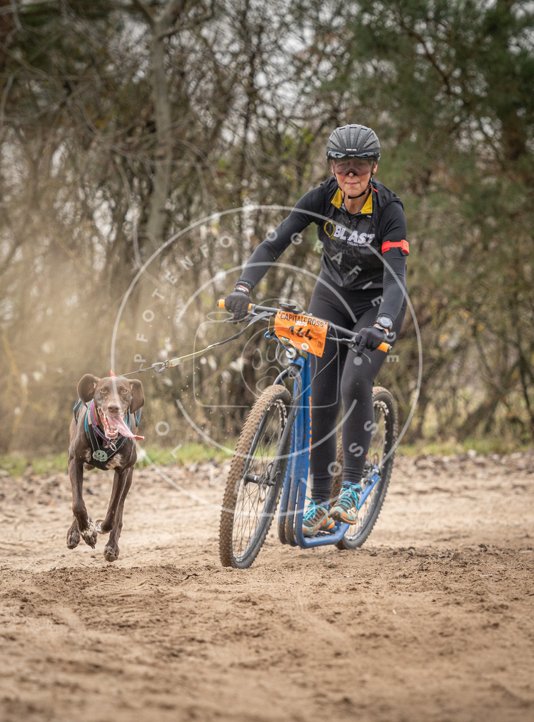 Pfotenfotografie_DV3A0130 | Hundefotografie, Tierfotograf, Pfotenfotografie, Fotoshooting Hund, Hunde Portrait, Hundesport, Hundeportraits, Heideshooting, Hunde, Sportfotograf, Hundefotograf, Turnierhundsport, THS,  - Realisiert mit Pictrs.com