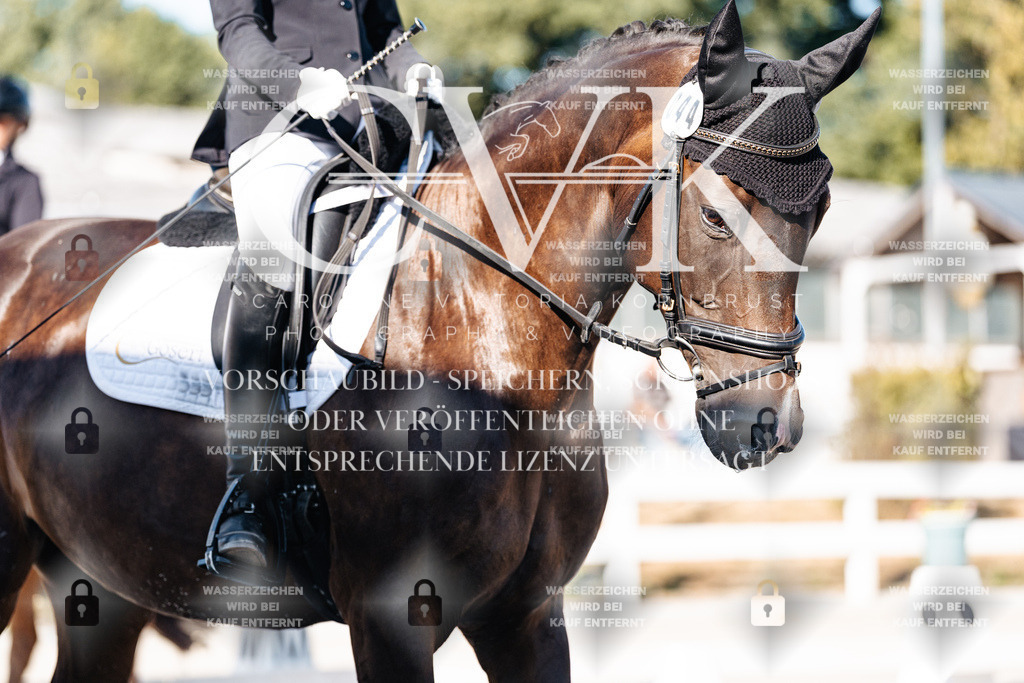CK907172 | Turnierfotografie Pferdefotografie Trier Rheinland-Pfalz Pferdesport Reitsport Tierfotografie Sportfotografie Pferdevideo Pferdevideografie Equestrianvideography equestrianphotography  - Realisiert mit Pictrs.com